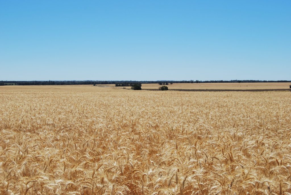 Thumbnail for Grain growers buoyed by good season, prices
