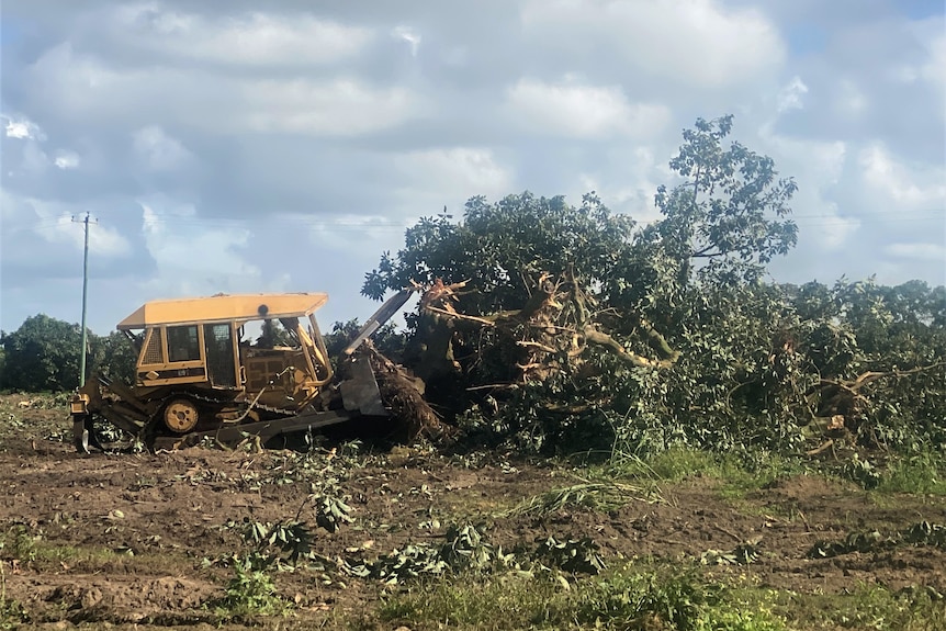 Thumbnail for Smashed avos: Farmers not toast yet as growers urged to calm the farm