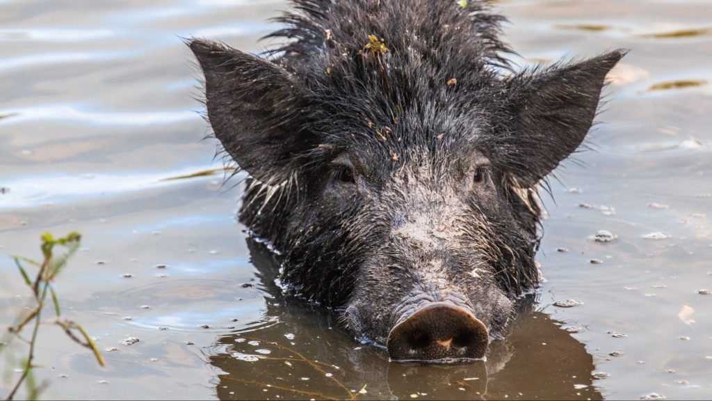Thumbnail for Why this little piggy may hold the secret to reducing our emissions