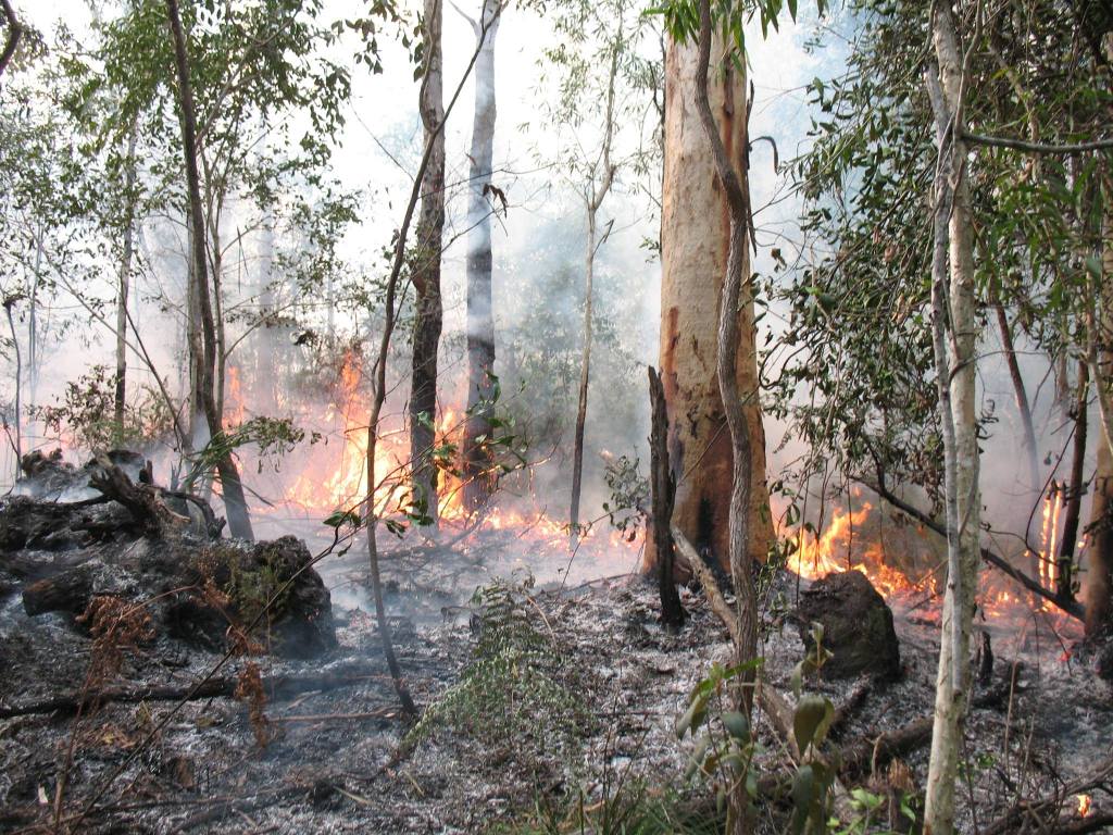 Thumbnail for Smoke gets in your eyes: planned burns fire up around Brisbane