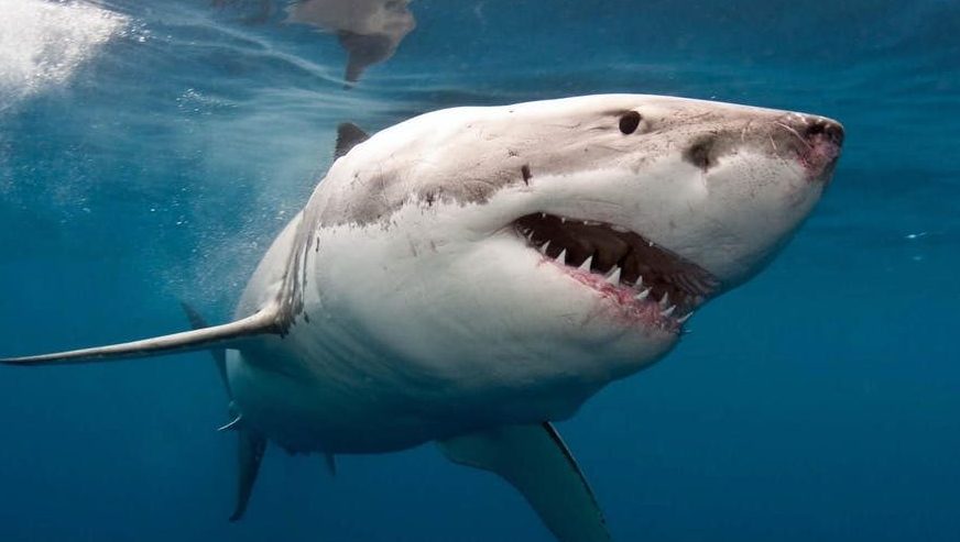 Thumbnail for No bandage, no problem – new first aid method for treating shark attack victims