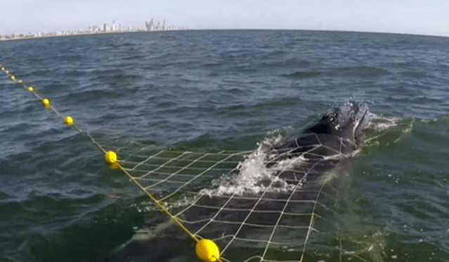 Thumbnail for Rescue team working to free whale from shark nets off Gold Coast