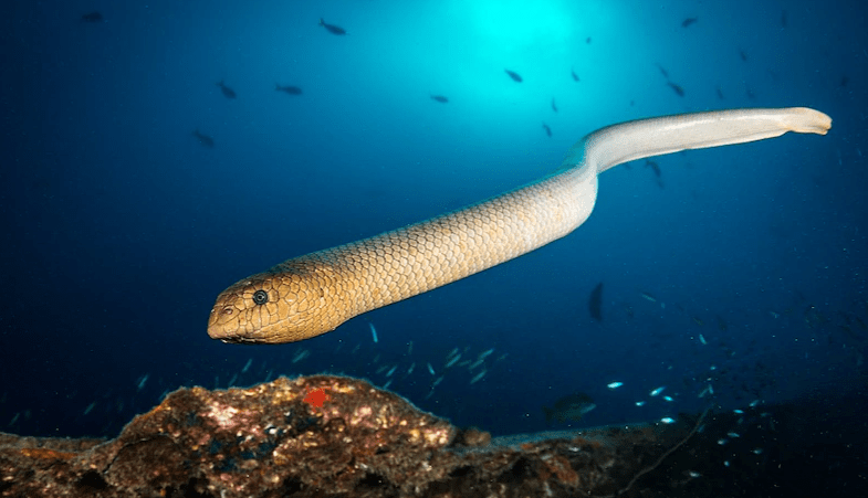 Thumbnail for I just crawled to say I love you: Snake attacks may be act of courtship