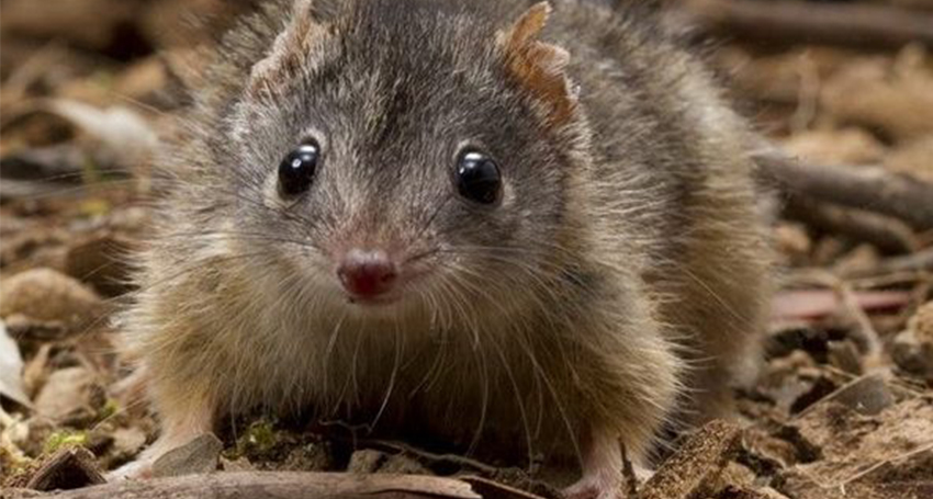Thumbnail for Feared near extinction, Queensland marsupial gets a new lease of life