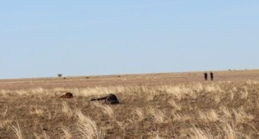 Thumbnail for Mt Isa man to face court over shooting death of 41 horses in state’s west