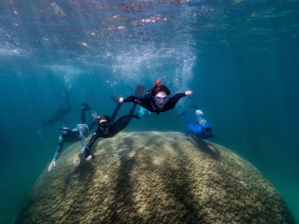 Thumbnail for Corals may be tougher than we thought, but the heat’s still on