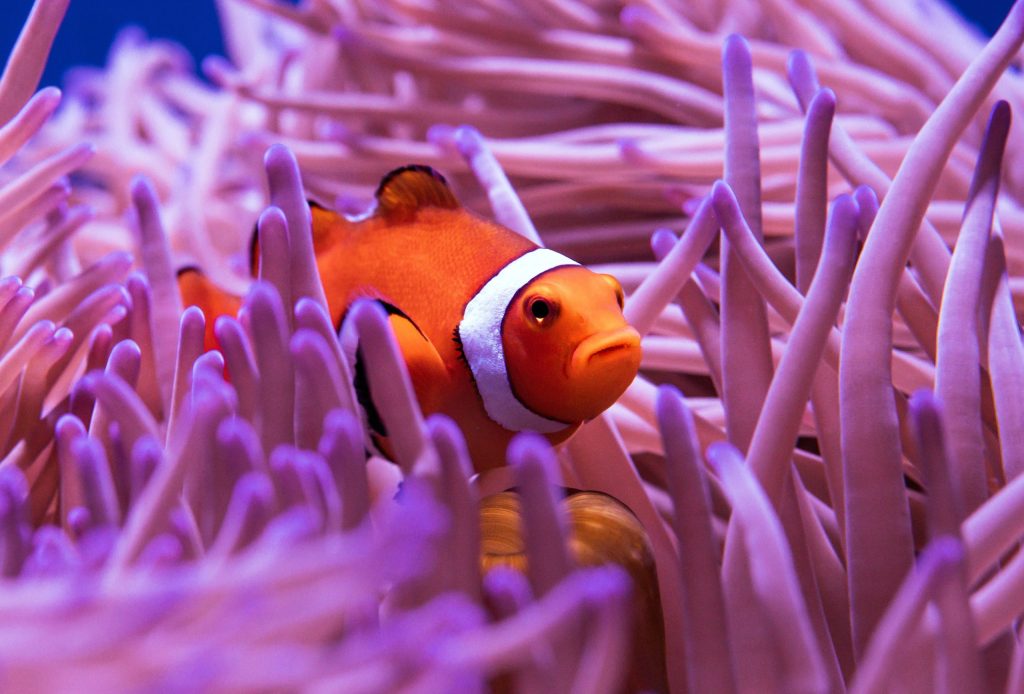 Thumbnail for Chorus of coral: fish to be lured by siren call of a healthy Reef