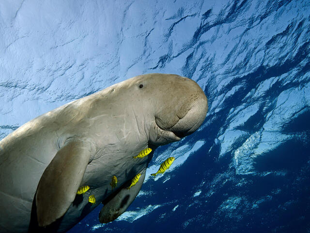 Thumbnail for How dugongs, turtles are helping to maintain seagrass levels on reef