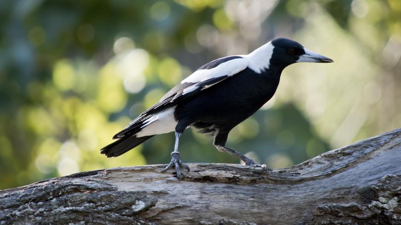 Thumbnail for Riders in a flap as magpies swoop on world championships