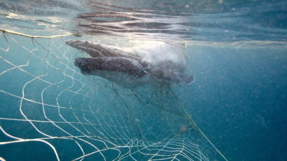 Marine experts have once again questioned the role of shark nets, particularly during whale migration season (Image: AAP)