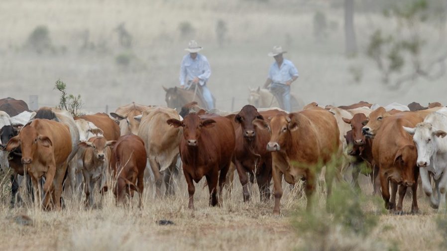 Thumbnail for Free-loading cattle could be eating future of Queensland’s iconic long paddock