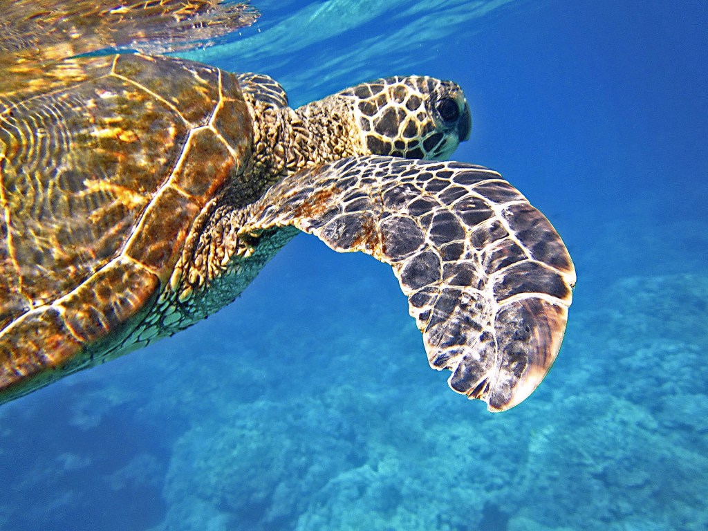 Plastics are becoming a growing threat to marine turtles (Pic: Supplied)