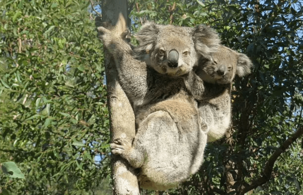 Bushfire survivor Ember with her new joey (Image; Yahoo News)