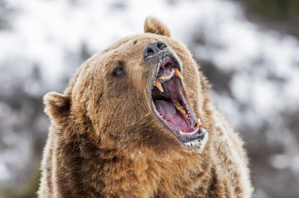 Thumbnail for “Wall of worry” not enough to bring out the bears for another year