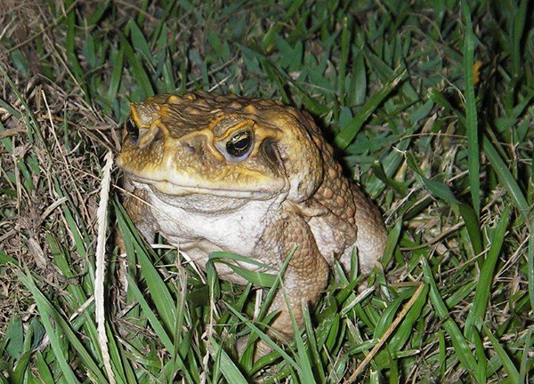 Thumbnail for New lure may deliver the final croak to millions of cane toads