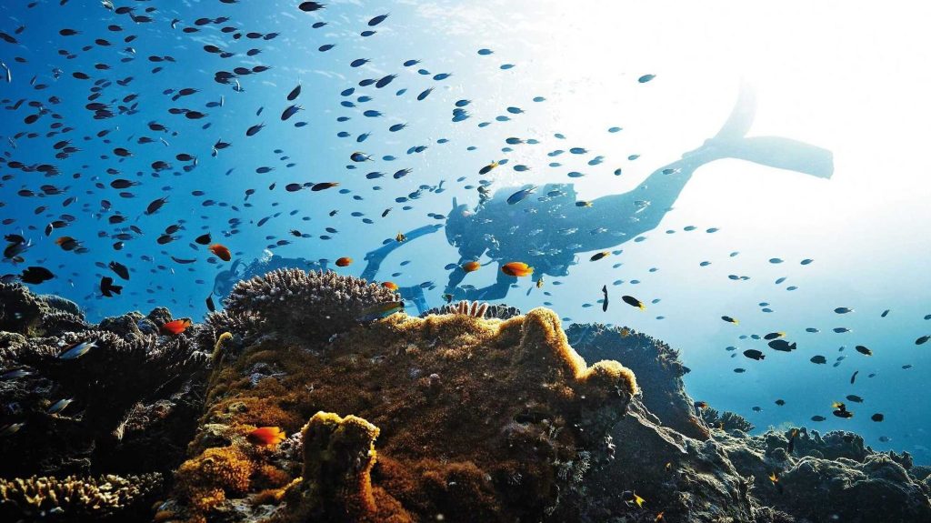Thumbnail for Great Barrier Reef should be listed as ‘heritage site in danger’ says United Nations