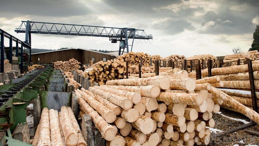 Thumbnail for Branching out: Queensland sawmill’s breakthrough may help ease timber shortage