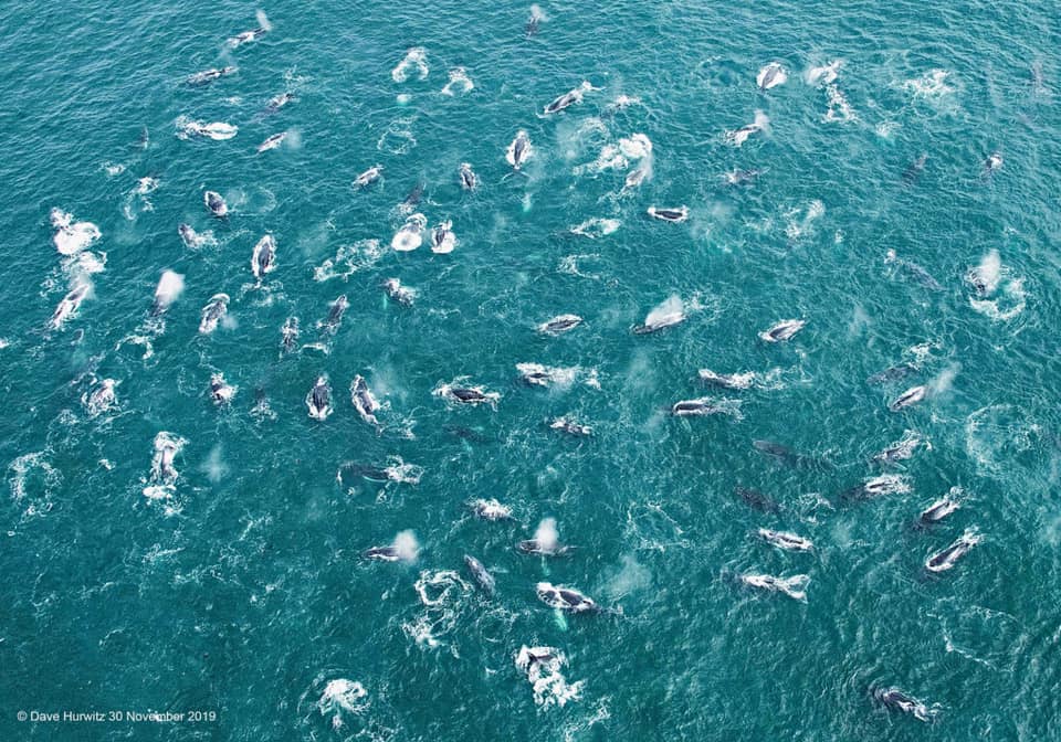 Thumbnail for Thar she blows: Massive whale super-groups coming to an ocean near you