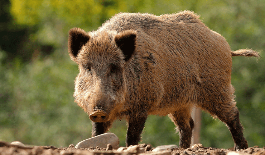 Katter's Australia Party wants more controls applied to feral pigs in the face of disease threats. (File image)