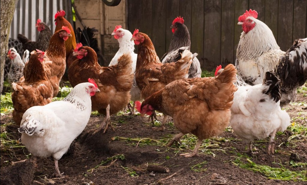 Thumbnail for Poultry effort: How outdated chicken rules have left $500m industry in a flap
