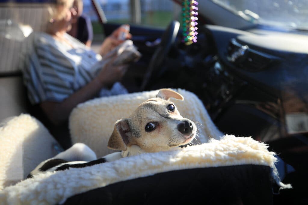 Thumbnail for How puppies and shipping containers cost us $13m in scams