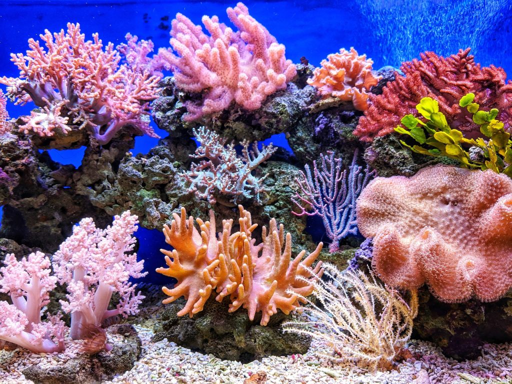 Thumbnail for Signs of life: Reef counts down to annual coral spawning