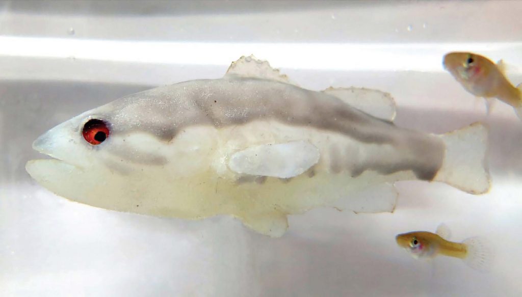 A supplied image obtained on Thursday, December 16, 2021, of a robotic fish (left) that mimics the natural predator of mosquitofish (right) and induces fear that leads to behavioural, morphological, and reproductive changes in the fish. (AAP Image/Supplied, Giovanni Polverino) NO ARCHIVING, EDITORIAL USE ONLY