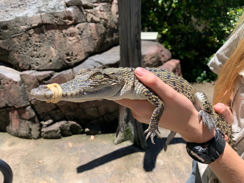 Snappy, the rescued crocodile in the hands of a wildlife carer on the Gold Coast.
