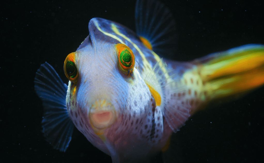 Thumbnail for The new Nemo? Stunning images show Reef, and puffer fish, like never seen before