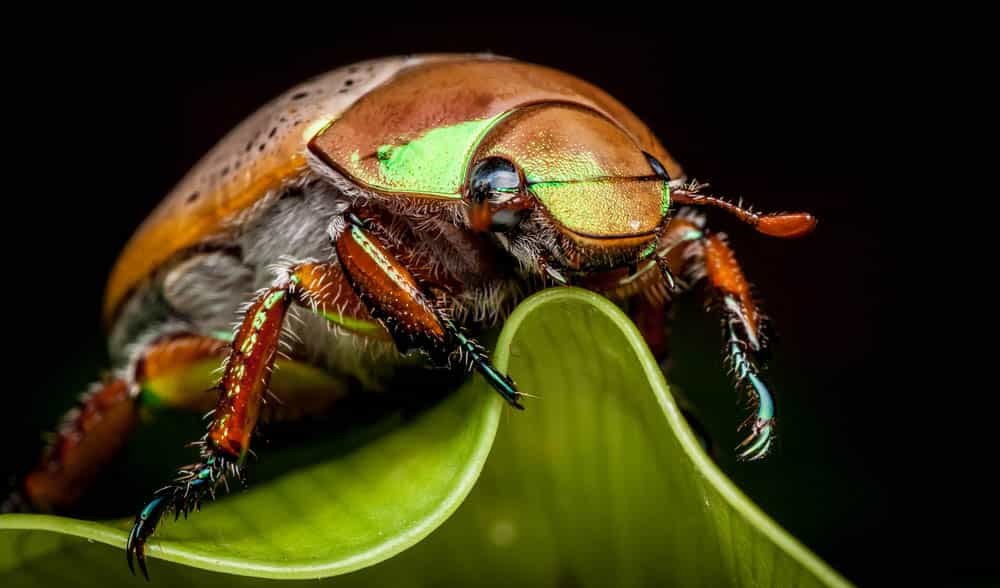 Thumbnail for Beetlemania: Brisbane’s regular Christmas party crasher is causing a stink