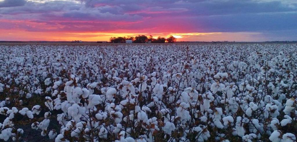 Thumbnail for Calm the farm: Qld cotton growers the nation’s most confident