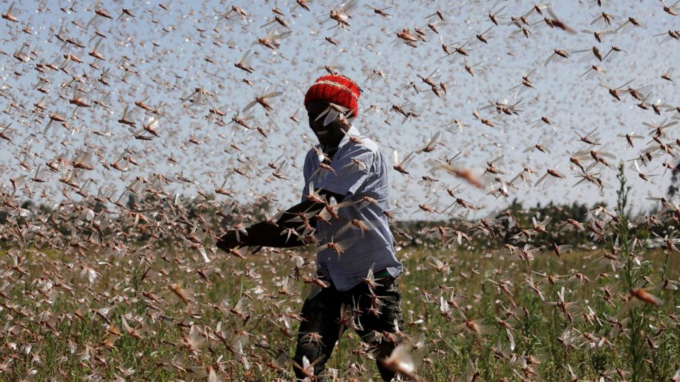 Thumbnail for Tested by fire, flood and pandemic – experts say plague not far away