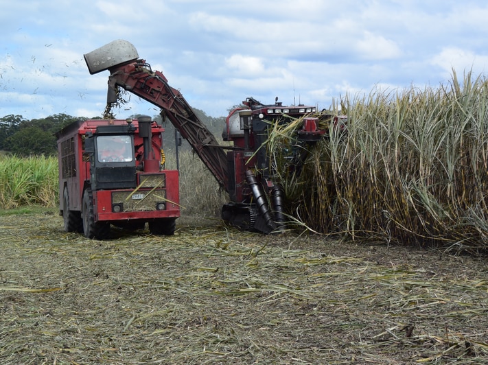 Thumbnail for Sugar rush: Cane growers in mad dash to complete harvest by Christmas