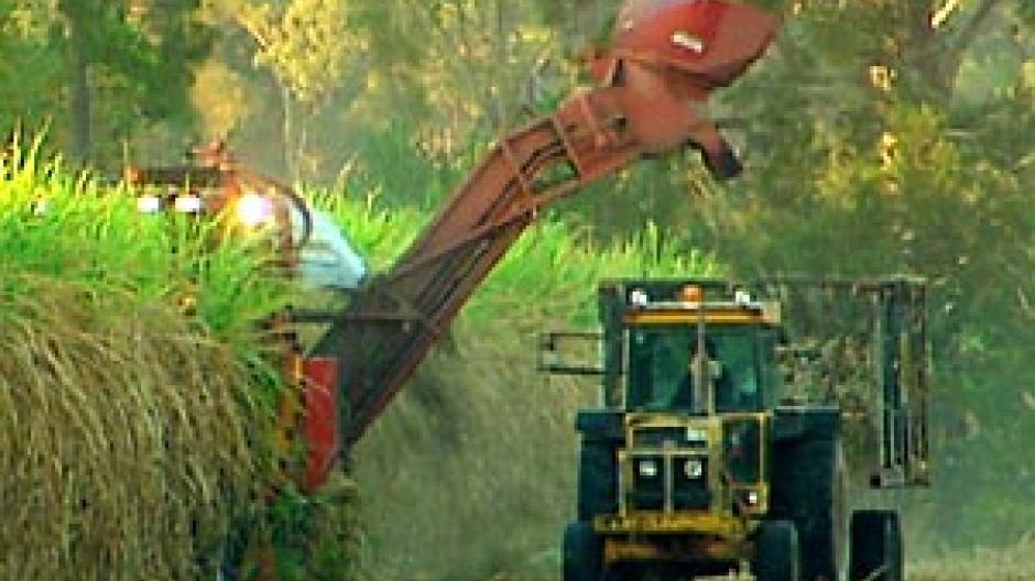 Thumbnail for How sweet it is: Trade body backs Australia in sugar subsidy spat