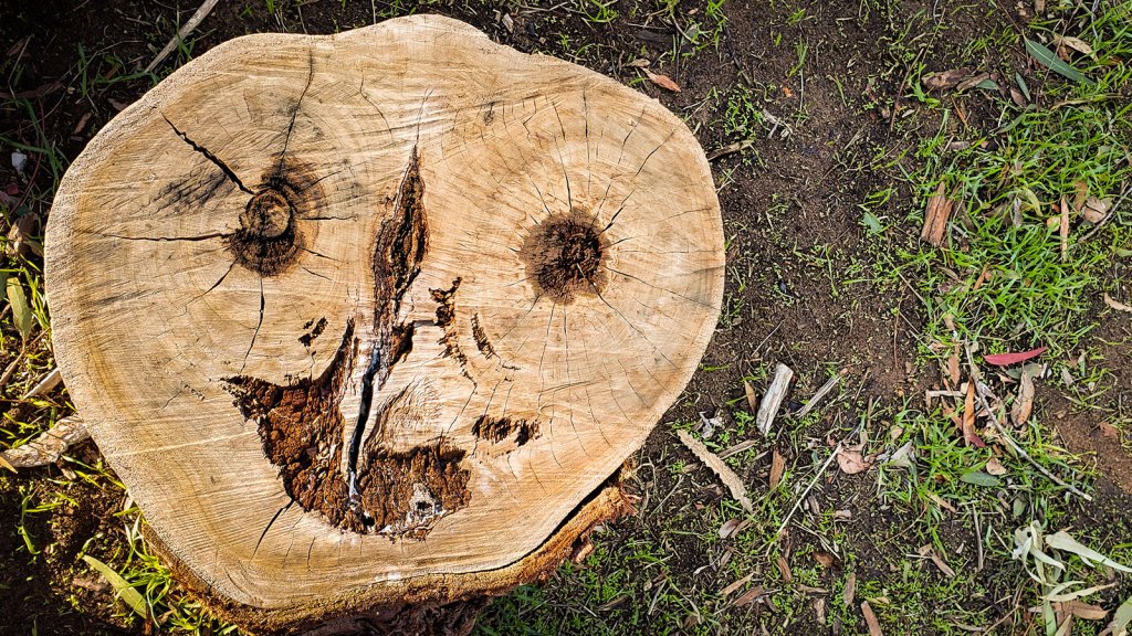 Thumbnail for See faces in everyday things? Here’s why the images are usually men