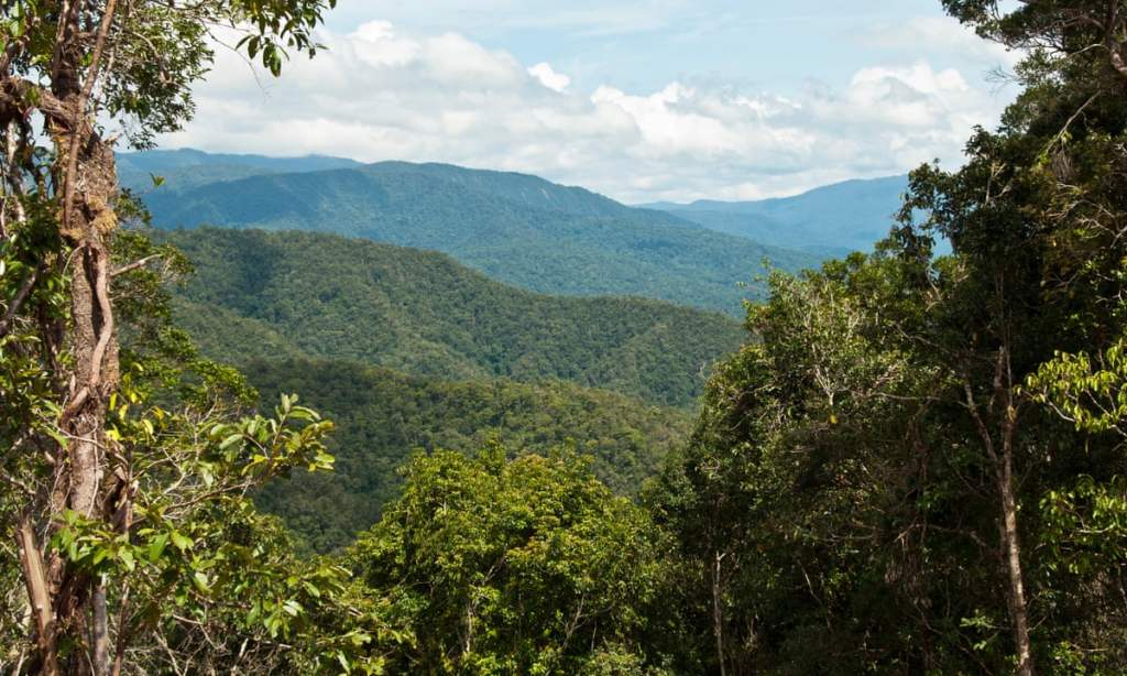 Thumbnail for PNG rainforest saved in a deal to pave the way for green cement project