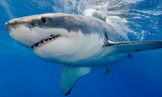 Animal formerly known as the Great White Shark - now it's just the white shark, according to experts. (Photo: Guardian Australia)