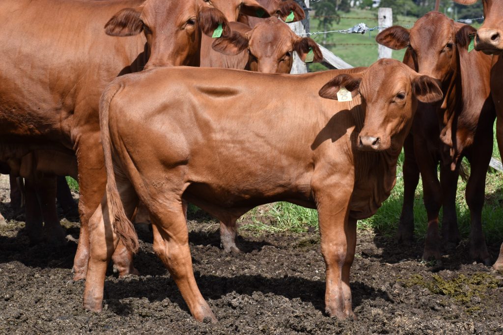 Thumbnail for Calf strain: How rebounding cattle numbers spell good news for shoppers
