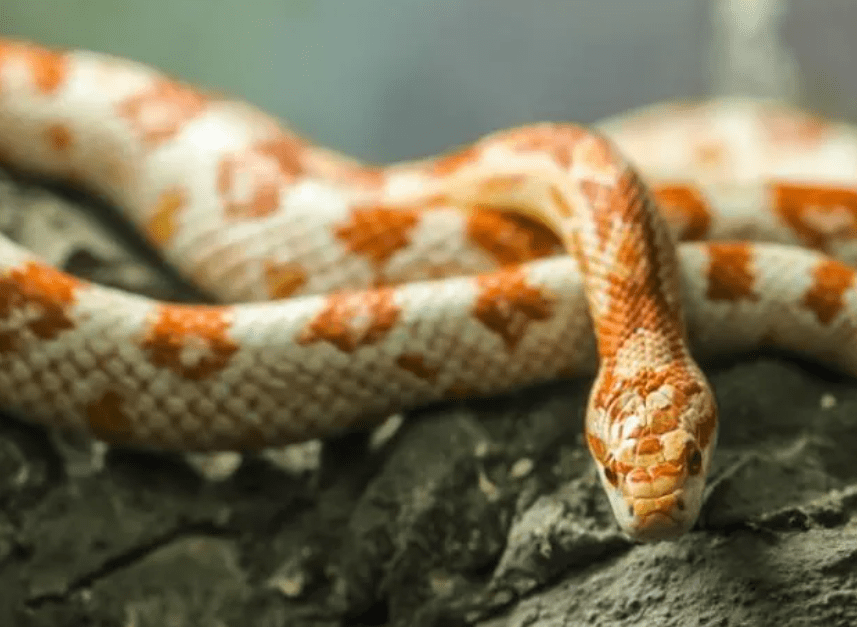 Thumbnail for How did Queenslanders develop such an appetite for corn snakes?