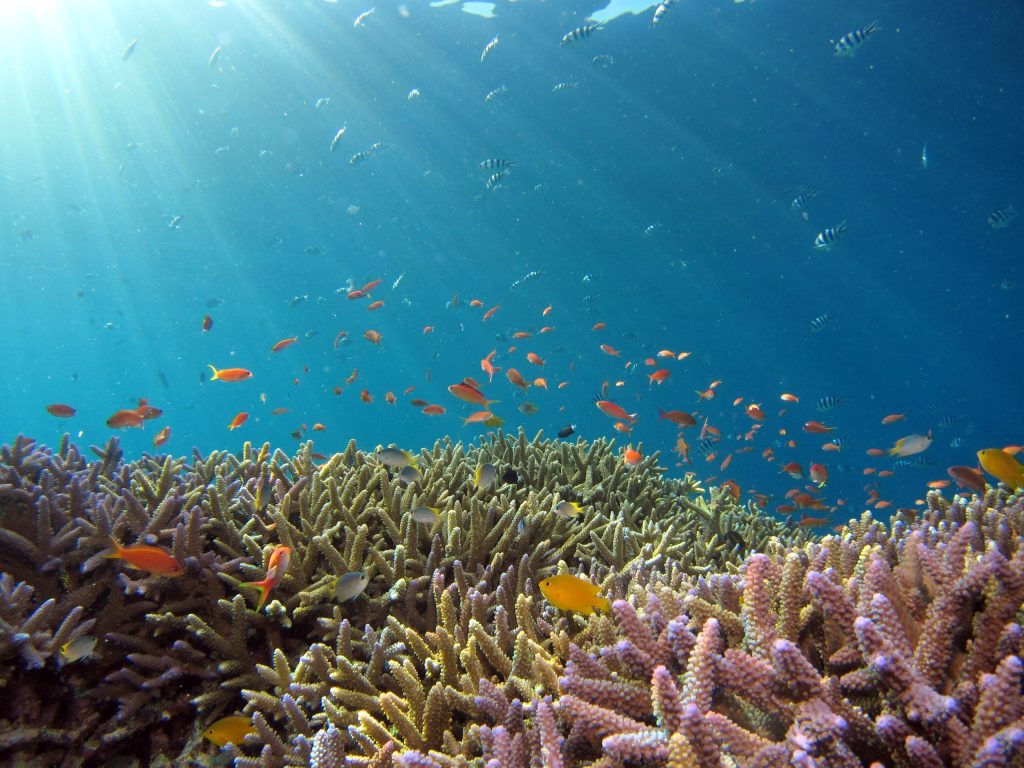 Thumbnail for Dying by degrees: Even coral ‘safe havens’ face deadly temperature rise