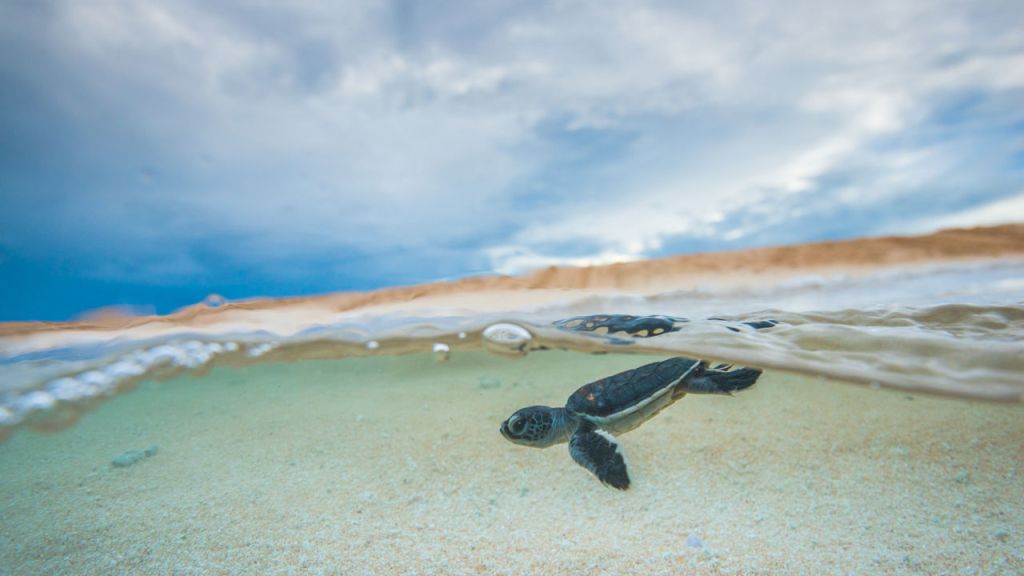 Thumbnail for Hundreds of turtles on remote Great Barrier Reef island saved