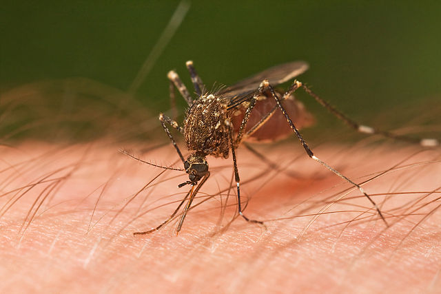 Thumbnail for Mozzie magnets: Researchers finally figure out why you get bitten and others don’t