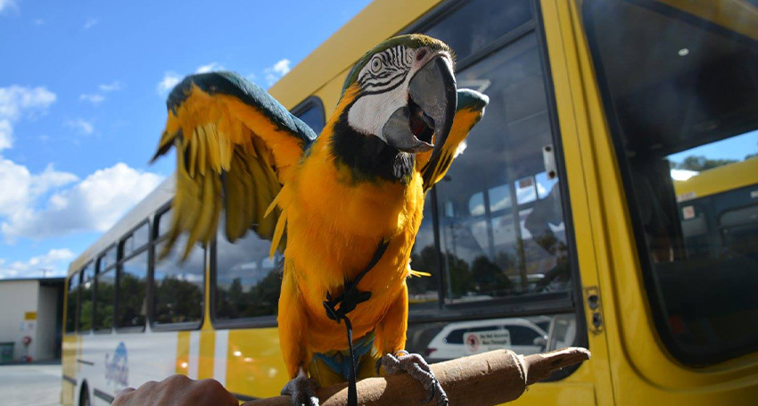 Roger the Macaw with The Sanctuary's Surfside Art and Music therapy bus.