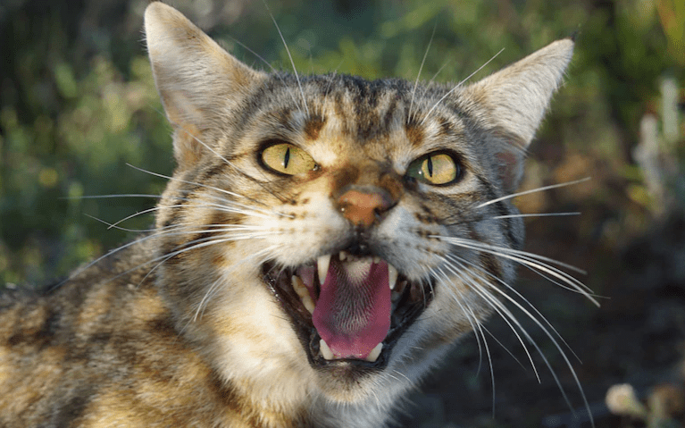 Thumbnail for When puss comes to shove, councils move for mandatory cat desexing