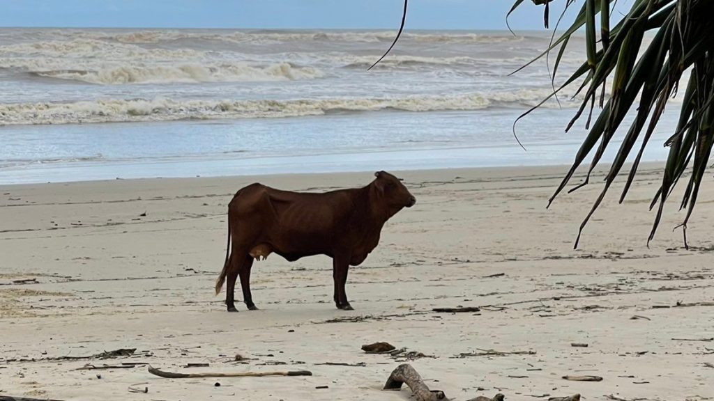 So-called Carol the Cow, which survived the floods to wash up on a Gold Coast beach - only to be put down by police after it was 'spooked' by onlookers (PHOTO: Twitter/Kaitlan Steadman)