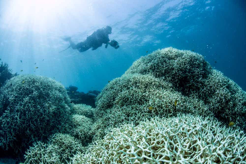 Thumbnail for Reef hit with bleaching event ahead of crucial world heritage meeting