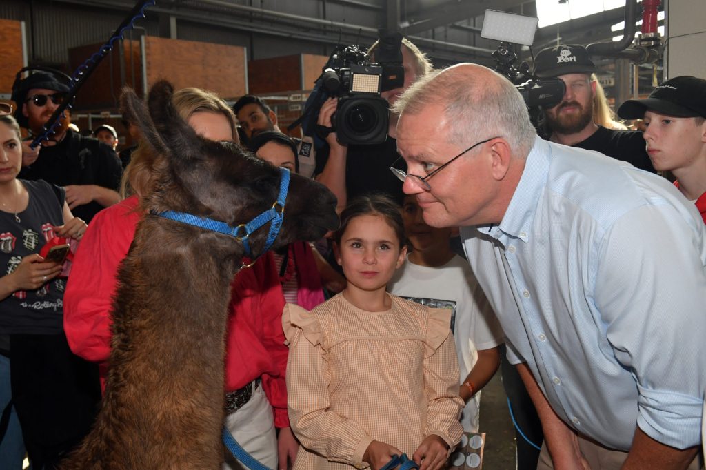 Prime Minister Scott Morrison visits the cattle and alpaca pavilions at the Royal Easter Show on Day 6 of the 2022 federal election campaign. (AAP Image/Mick Tsikas)