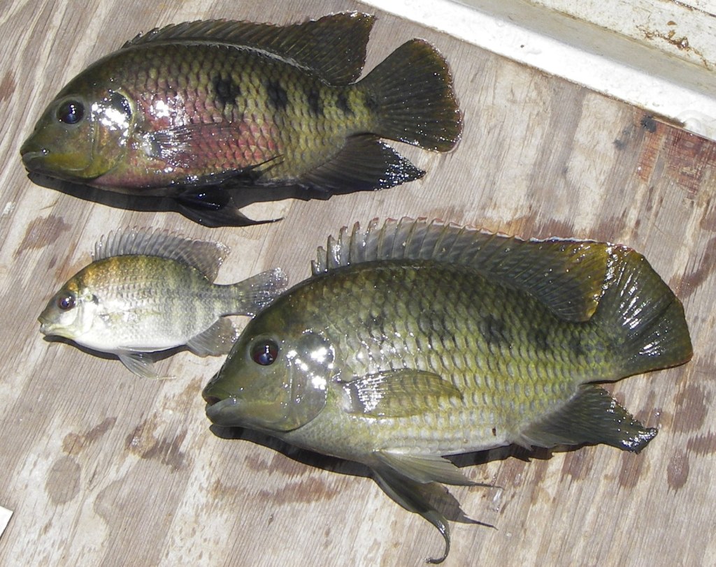 Thumbnail for Pest fish spotted in creek may threaten Murray Darling biosecurity