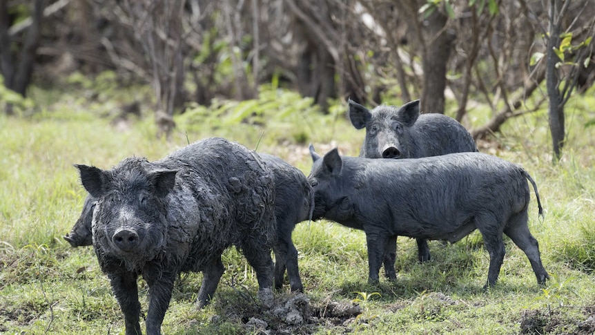 A group of feral pigs on Cape York. (Image: ABC)