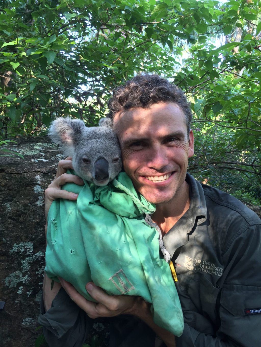Thumbnail for Back from the brink: Researchers use new approach to save Brisbane koala colony